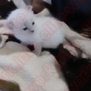 Приглашаю одну или двух девушек в Челябинск