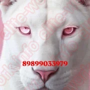 РАБОТА ДЛЯ ДАМ УФА