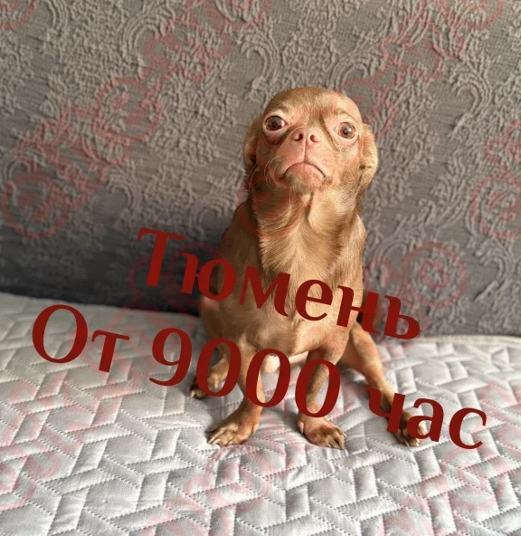 РАБОТА ДЛЯ ДЕВУШЕК В ТЮМЕНИ ОТ 9000 Тыс час - вакансия id8974 на EliteWork
