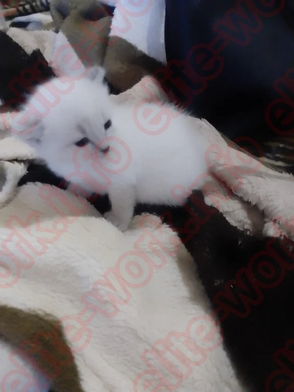 Приглашаю одну или двух девушек в Челябинск